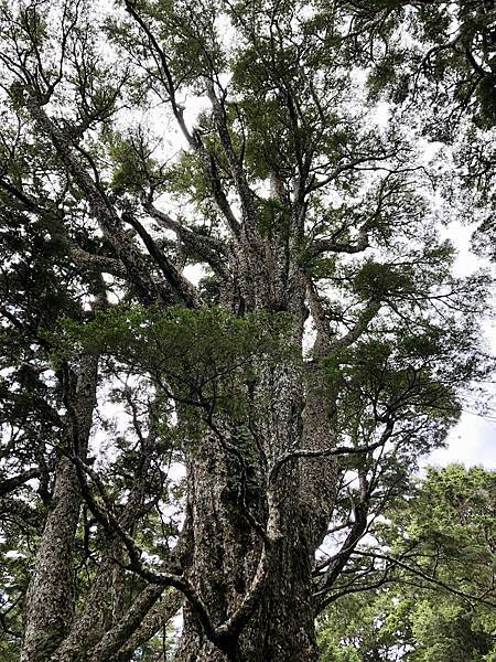 庫哈諾辛山鐵杉林