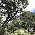 庫哈諾辛山鐵杉林