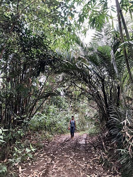 西阿里關山稜線步道