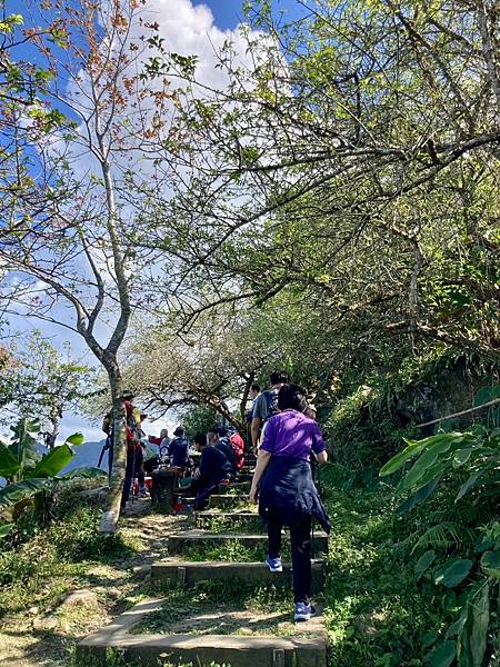 山頂環線步道梅樹