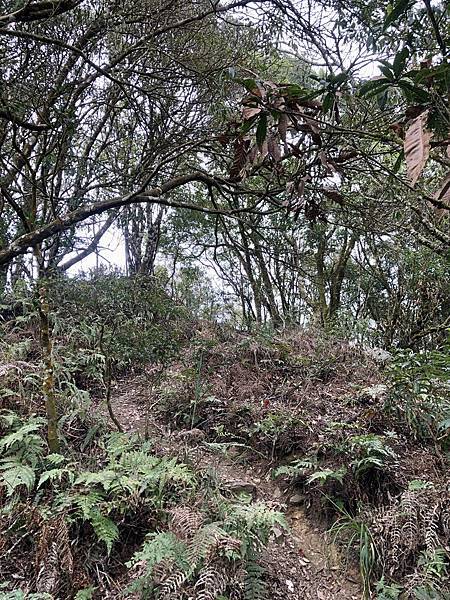 即將抵達鱈葉根山