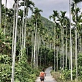 返回樟腦寮車站下山路