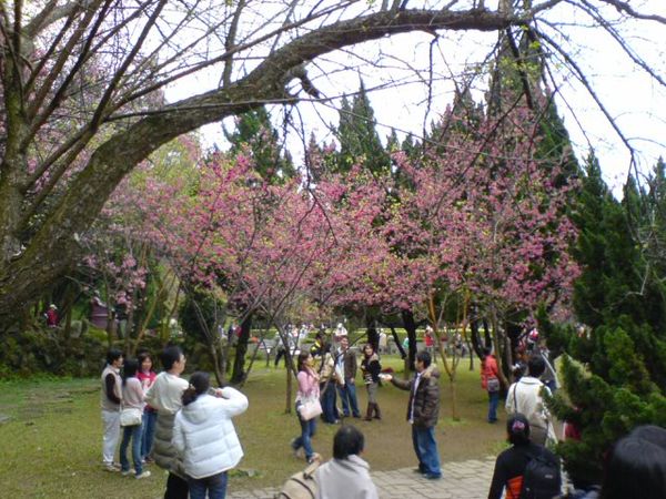 好漂亮的sakura~