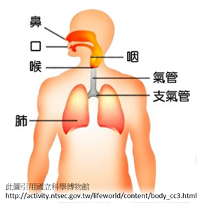 認識我的肺 王秉彥醫師的部落格 痞客邦