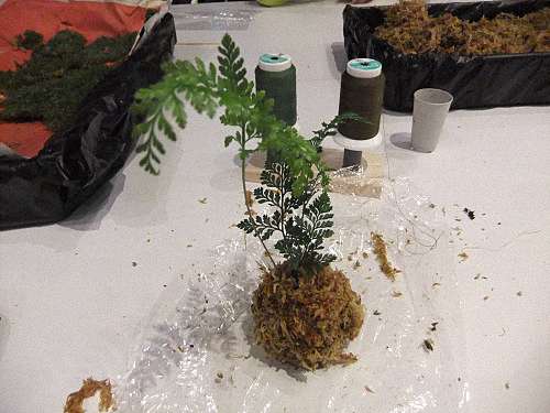 苔蘚球的製作體驗教室 來見前摔角選手 起田高志 俊藤劍的部落格 痞客邦 痞客邦 苔蘚球的製作體驗教室 來見前摔角選手 起田高志 俊藤劍的部落格 痞客邦 痞客邦