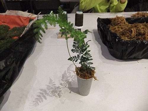 苔蘚球的製作體驗教室 來見前摔角選手 起田高志 俊藤劍的部落格 痞客邦 痞客邦 苔蘚球的製作體驗教室 來見前摔角選手 起田高志 俊藤劍的部落格 痞客邦 痞客邦