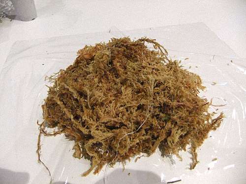苔蘚球的製作體驗教室 來見前摔角選手 起田高志 俊藤劍的部落格 痞客邦 痞客邦 苔蘚球的製作體驗教室 來見前摔角選手 起田高志 俊藤劍的部落格 痞客邦 痞客邦