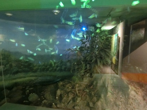 CIMG1227.jpg CIMG1227.jpg