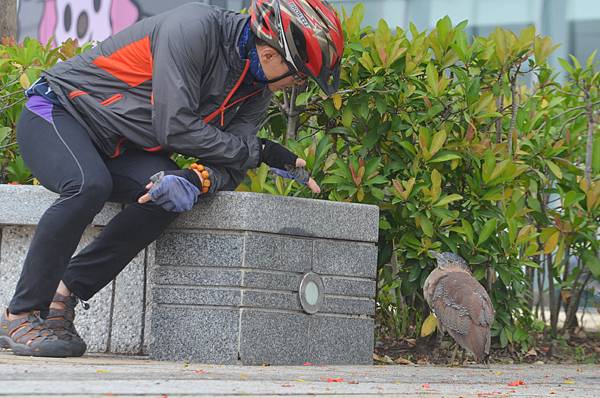 2014.5.6黑冠麻鷺.jpg