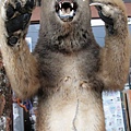 這隻熊的皮是真的