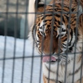 比木柵動物園看得清楚多了