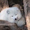 白色狐狸