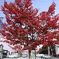 正盛紅中的樹