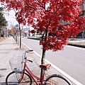 陪伴我逛輕井澤得腳踏車１號