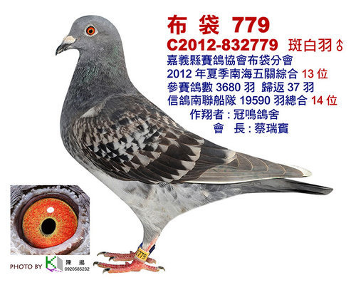 南海入賞鴿 南海入賞鴿