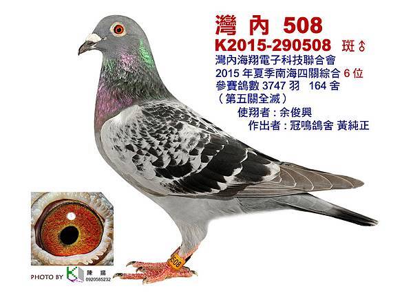 南海入賞鴿 南海入賞鴿