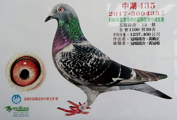 南海入賞鴿 南海入賞鴿