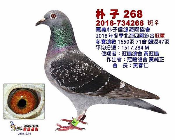 北海入賞鴿 北海入賞鴿
