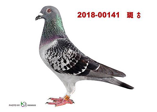 冠鳴141"