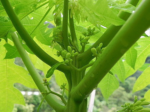 木瓜育苗 如虹自然生態農場 痞客邦 木瓜育苗 如虹自然生態農場 痞客邦