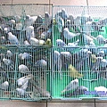 大頭鸚鵡滿月幼鳥2010.03.23