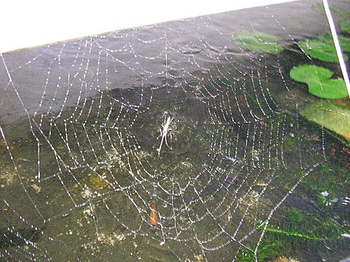 近拍蜘蛛網，也有土鯽魚
