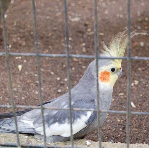 Bird park