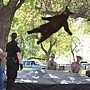 falling bear