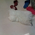 IMAG0098.jpg