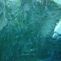 polra bear