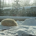 邊曬太陽邊睡的polar bear