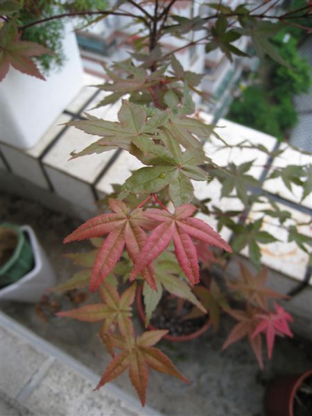 IMG_0955.JPG