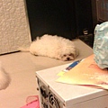IMAG0094.jpg