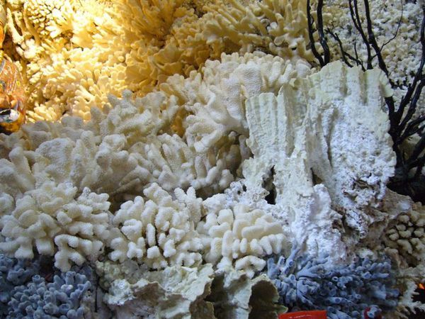 小山洞都是珊瑚
