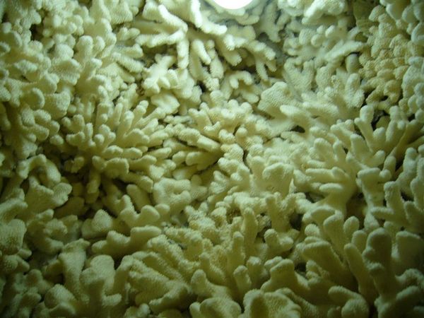 滿滿的珊瑚