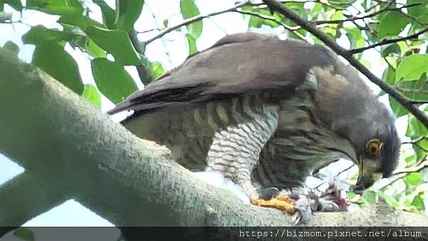 [心得] 生態: 鳳頭蒼鷹導覽 (大安森林公園)