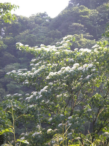 三峽-鳶山-P5140337.JPG