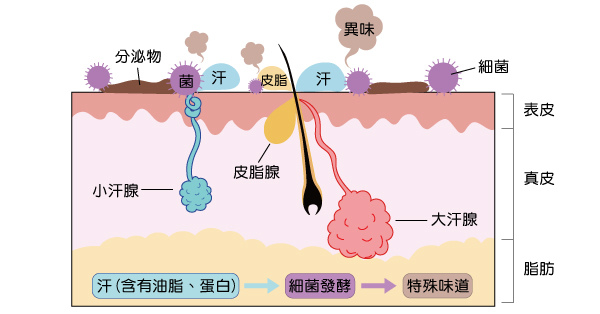 狐臭2.jpg 狐臭2.jpg