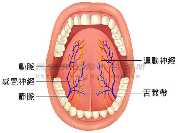 舌頭.jpg 舌頭.jpg