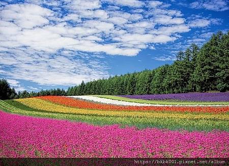 flower-field-250016_640{花草圖片}.jpg