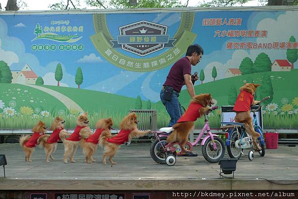 6小福狗明星騎腳踏車