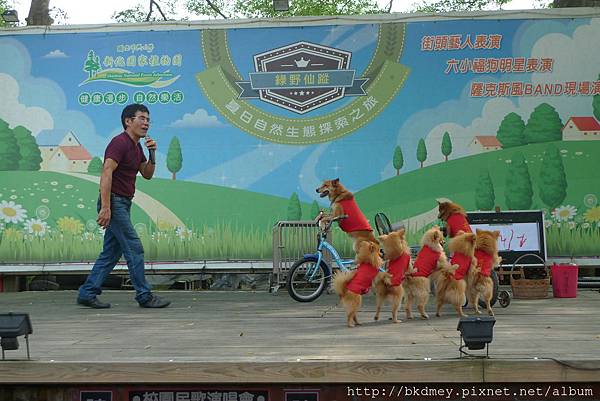 6小福狗明星騎腳踏車