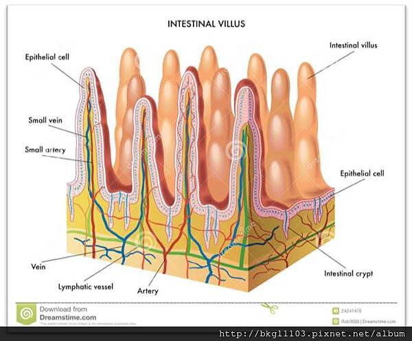 小腸絨毛