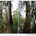 No12 Giant Tree.jpg