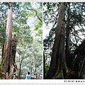 No9 Giant Tree.jpg