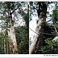 No1 Giant Tree.jpg