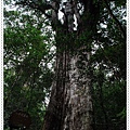 No20 Giant Tree.jpg