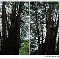 No21 Giant Tree.jpg