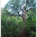 No10 Giant Tree.jpg