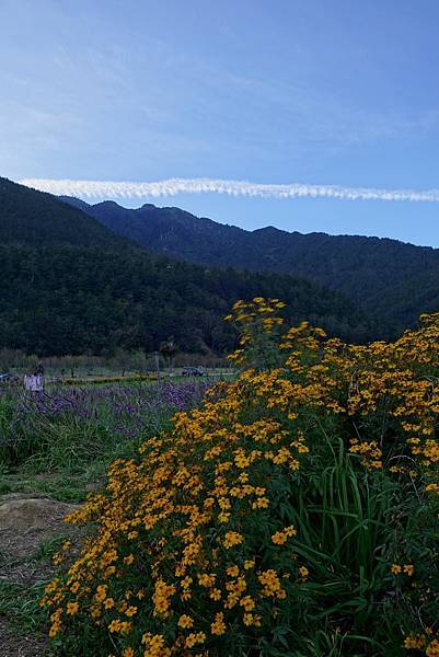 DSC09338 (Large).JPG